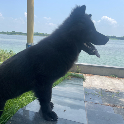 威海田园犬交流群 群聊头像