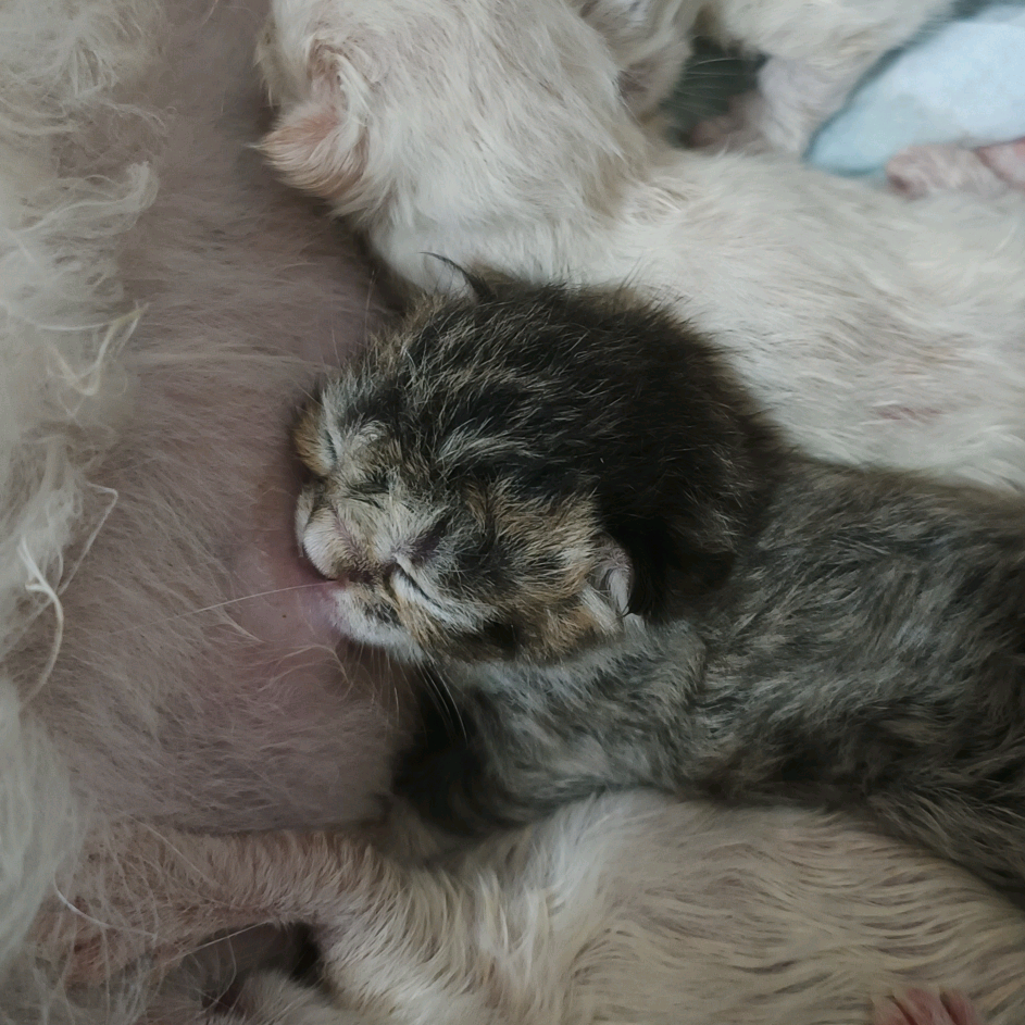 奶猫养护日记 群聊头像