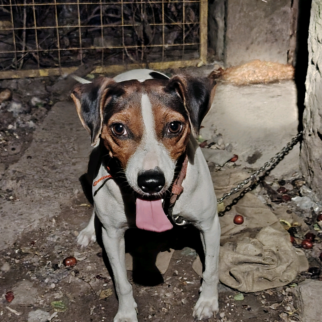 浙江太仓猎犬爱好交流群 群聊头像