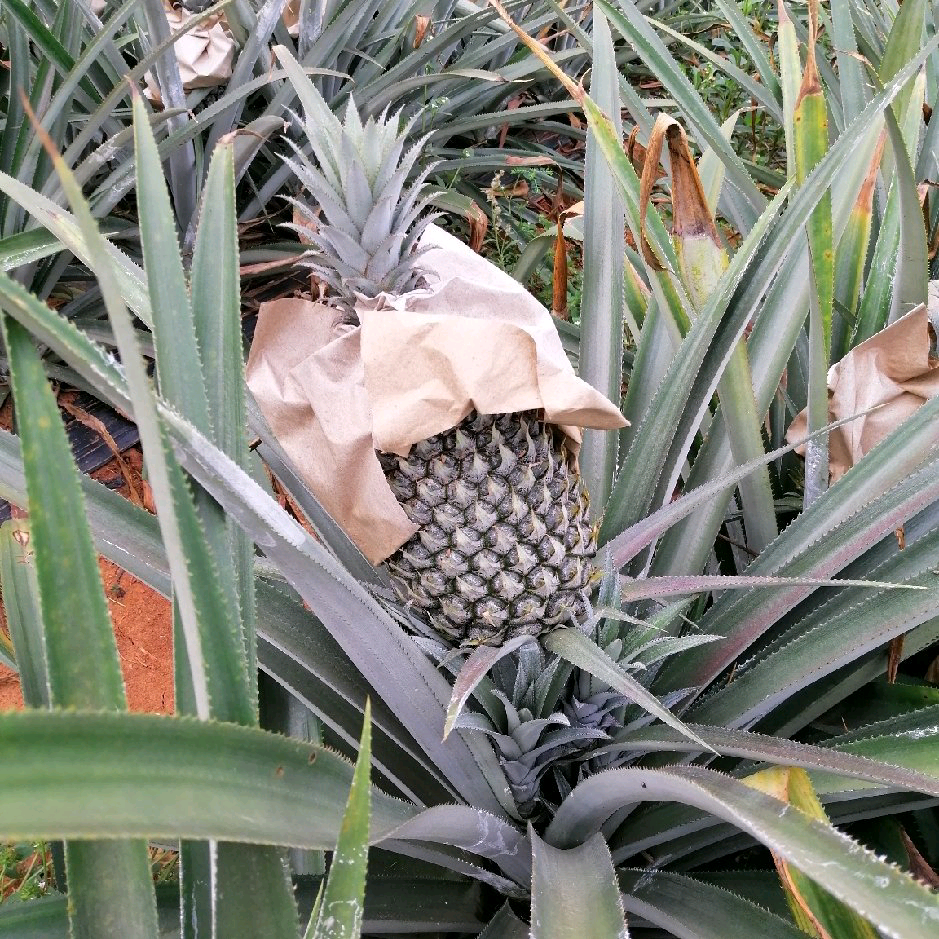 凤梨种植及销售交流群 群聊头像